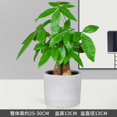 水泥圆柱盆