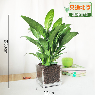 四方玻璃陶粒盆