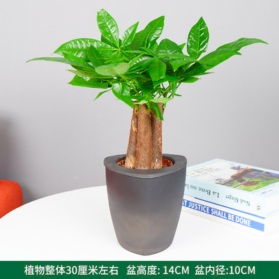 果冻黑三角