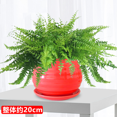 红色苹果螺纹盆