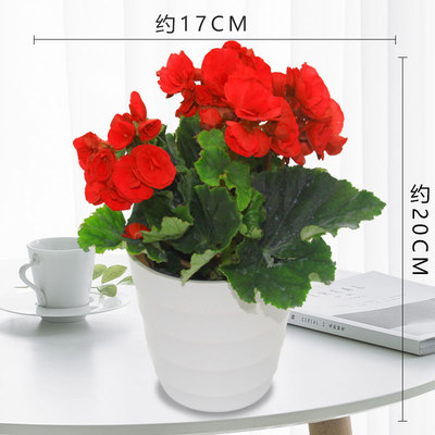 仿瓷螺纹盆白色（红花）