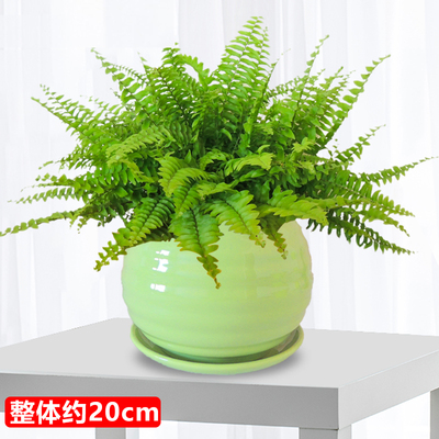绿色苹果螺纹盆