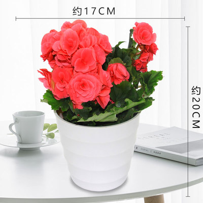 仿瓷螺纹盆白色（粉花））