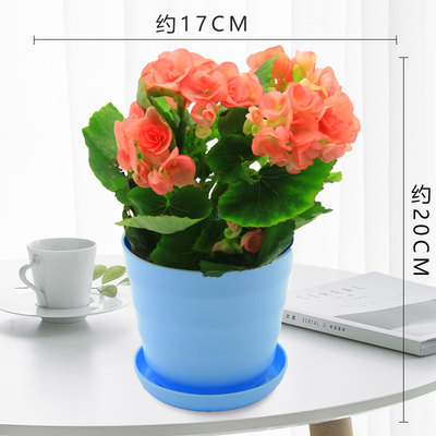 仿瓷螺纹盆蓝色（粉花））