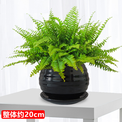 黑色苹果螺纹盆