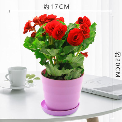 仿瓷螺纹盆紫色（红花）