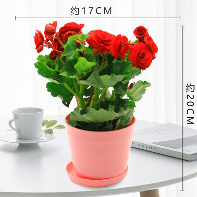 仿瓷螺纹盆粉色（红花）