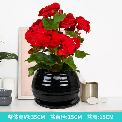 黑色苹果螺纹盆（红花）