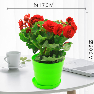 仿瓷螺纹盆绿色（红花）