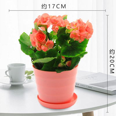 仿瓷螺纹盆粉色（粉花））