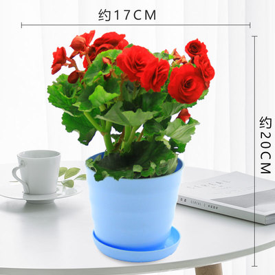 仿瓷螺纹盆蓝色（红花）