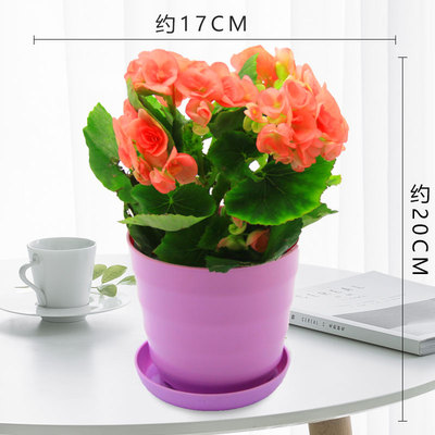 仿瓷螺纹盆紫色（粉花））