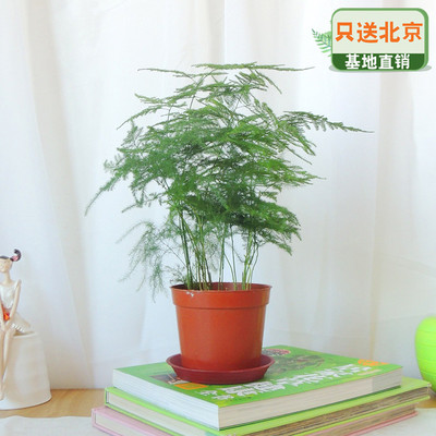 塑料盆