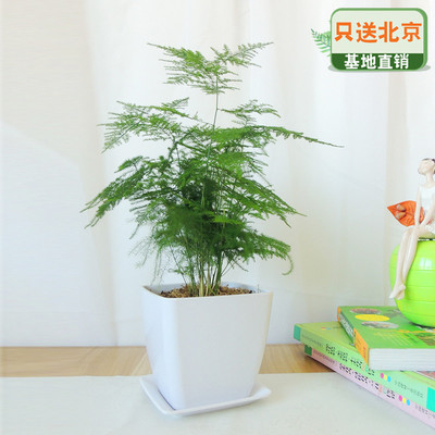 白色仿瓷四方盆