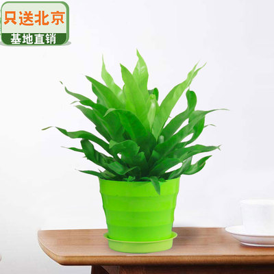 绿色仿瓷螺纹盆