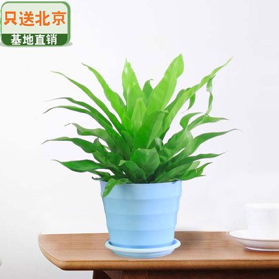 蓝色仿瓷螺纹盆
