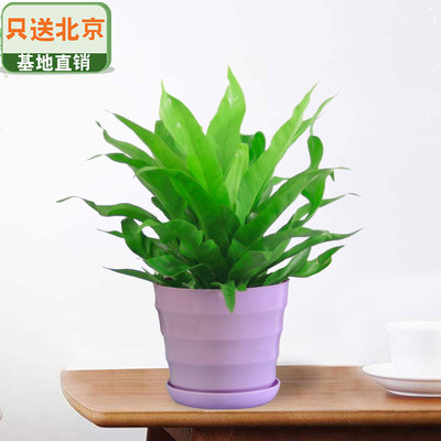 紫色仿瓷螺纹盆
