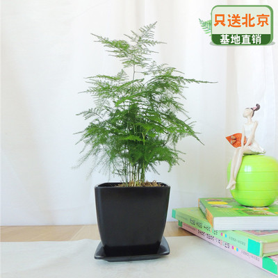黑色仿瓷四方盆