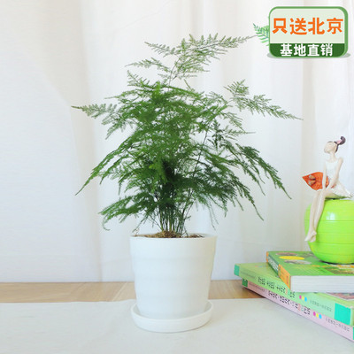 白色仿瓷螺纹盆