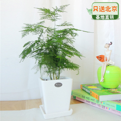 白色四方瓷盆
