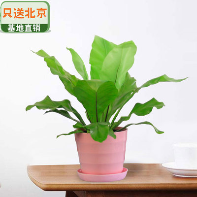 粉色仿瓷螺纹盆