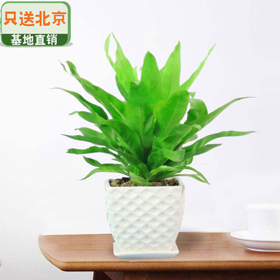白色波纹瓷盆