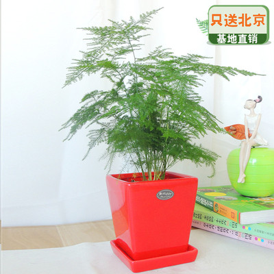 红色四方瓷盆