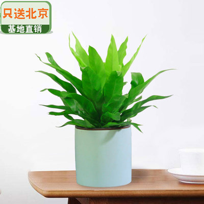 天蓝色笔筒盆