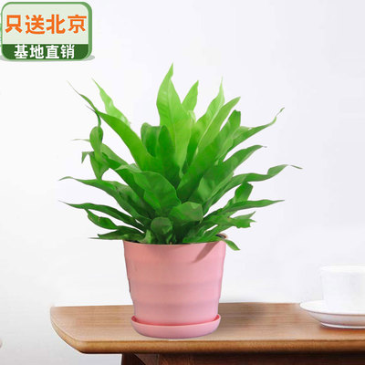 粉色仿瓷螺纹盆