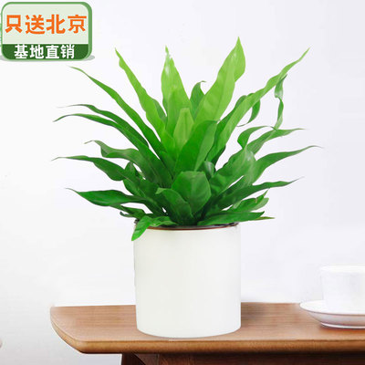 白色笔筒盆