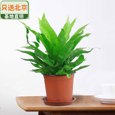 塑料盆