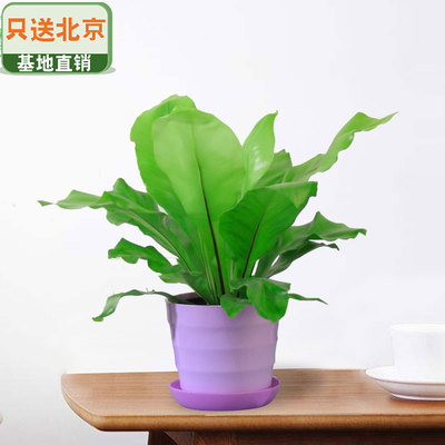 紫色仿瓷螺纹盆