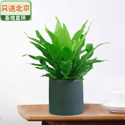 墨绿色笔筒盆