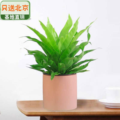 粉色笔筒盆