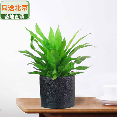 黑色乌泡瓷盆