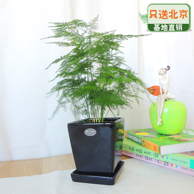 黑色四方瓷盆