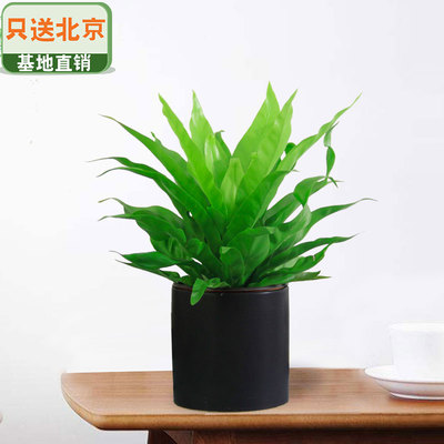 黑色笔筒盆