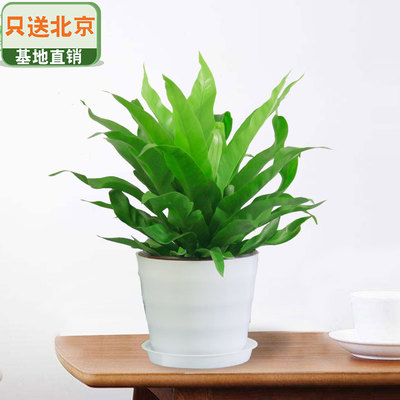 白色仿瓷螺纹盆