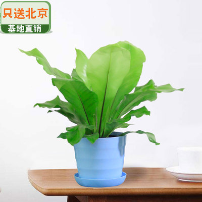 蓝色仿瓷螺纹盆
