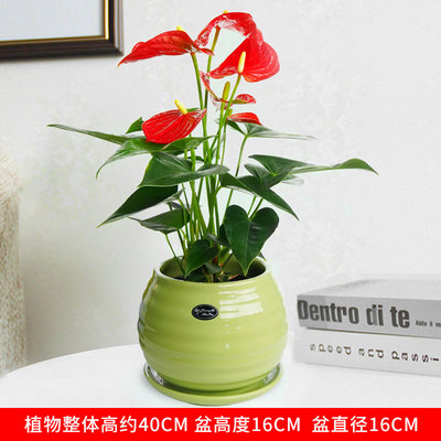 绿色苹果螺纹盆