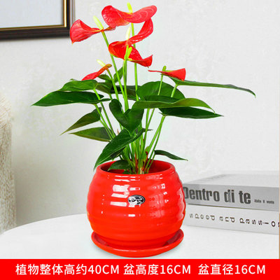 红色苹果螺纹盆