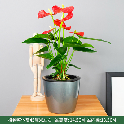 灰色仿金属蓄水盆