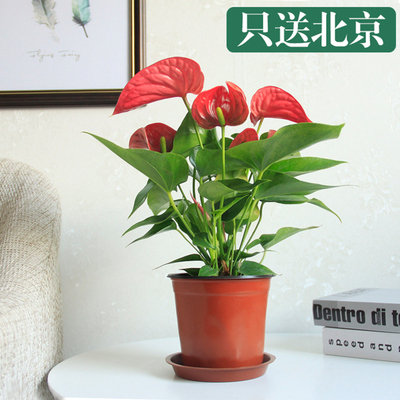 0.4米左右塑料盆