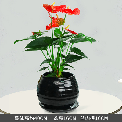 黑色苹果螺纹盆