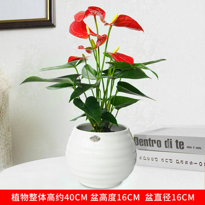 白色苹果螺纹盆