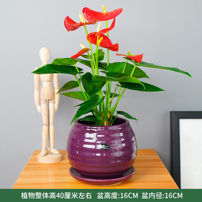 紫色苹果螺纹盆