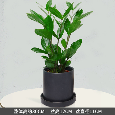 黑色笔筒盆