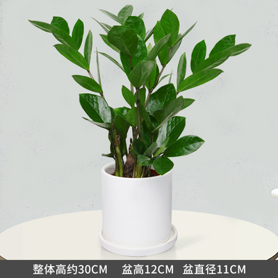 白色笔筒盆