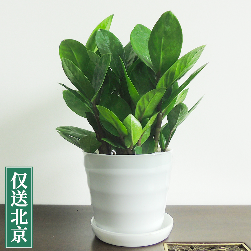 白色螺纹盆