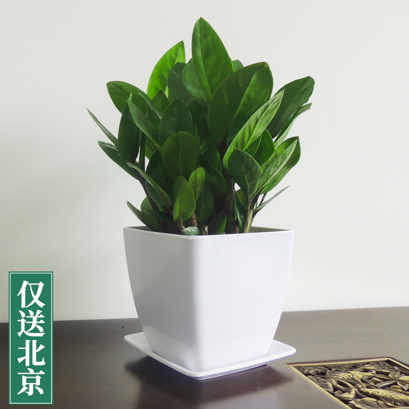 白色仿瓷四方盆